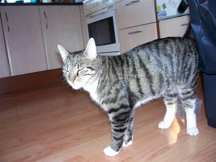 Huskat Matas billede 4