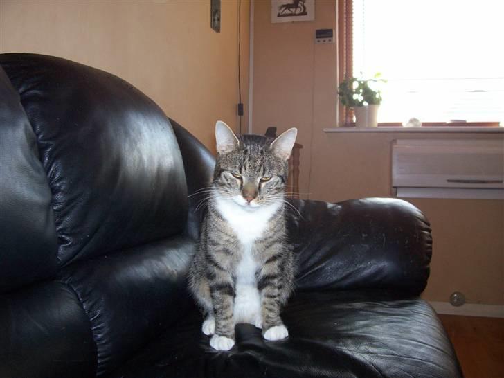 Huskat Matas billede 9