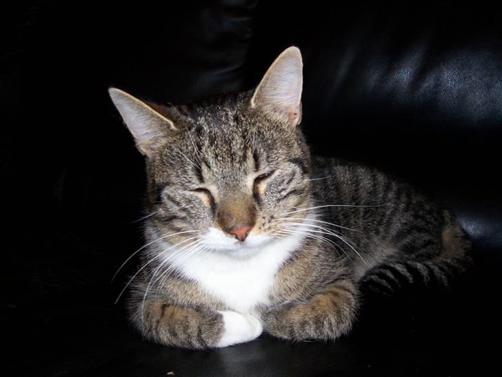 Huskat Matas billede 10