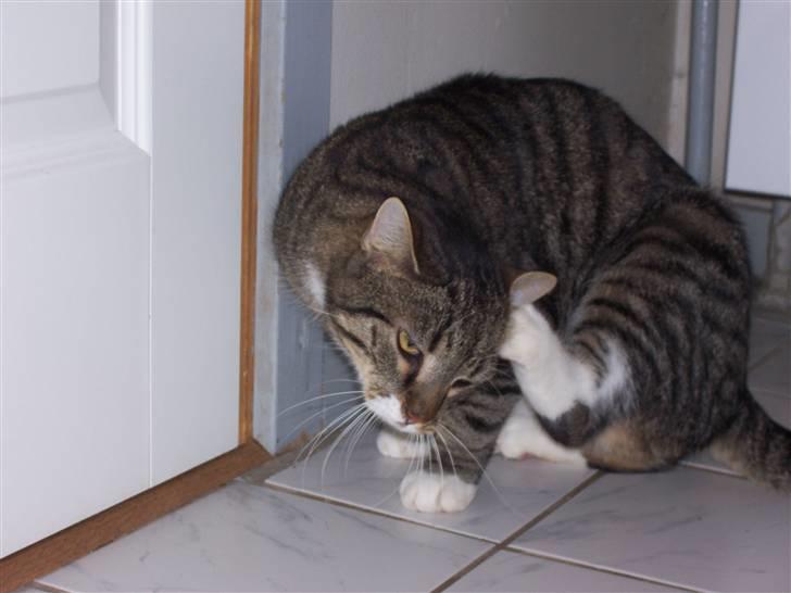 Huskat Matas billede 11