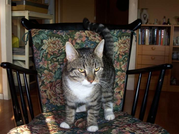 Huskat Matas billede 12