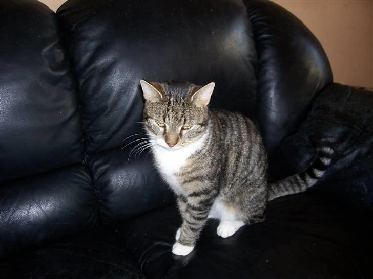 Huskat Matas billede 14