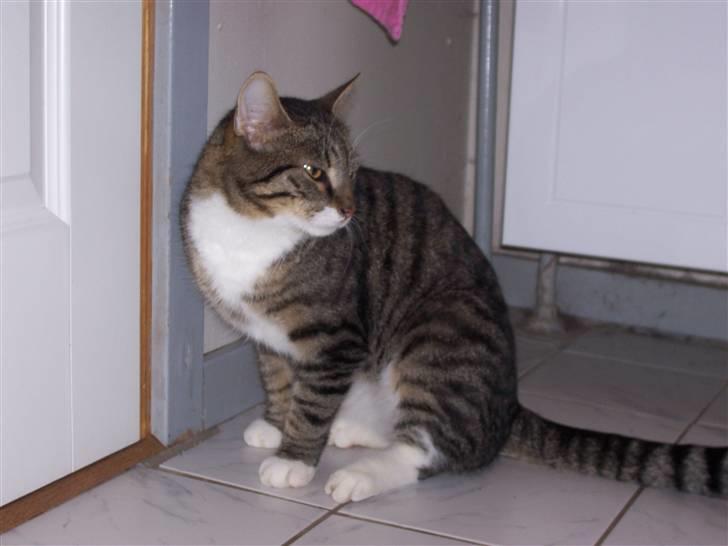 Huskat Matas billede 15