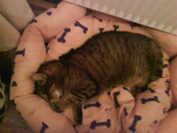 Huskat Pjuske - nuller ikk billede 9