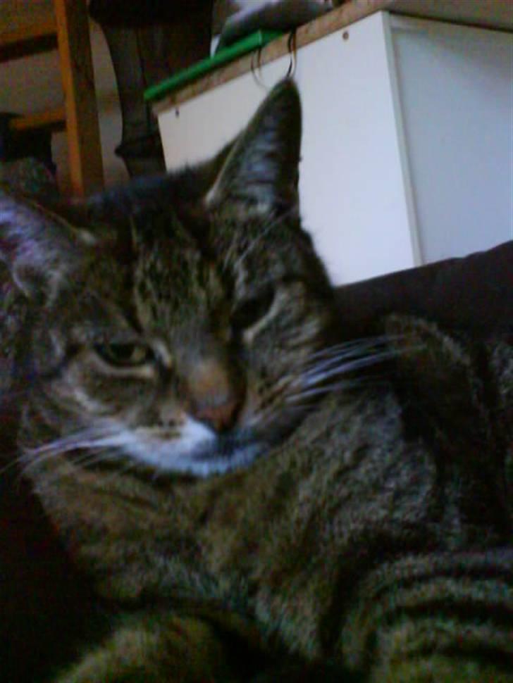 Huskat Pjuske - pjuske billede 10