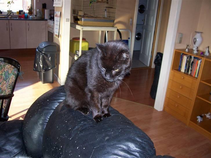 Huskat Tumle billede 3