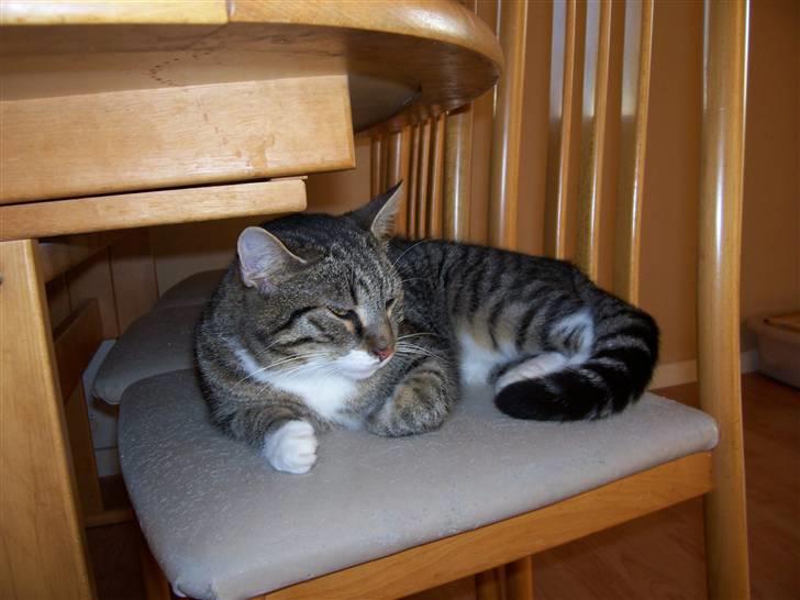 Huskat Matas billede 17