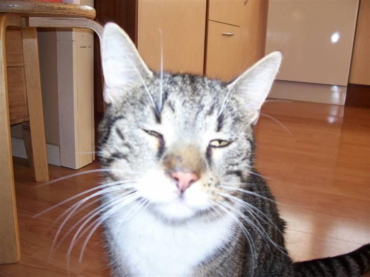 Huskat Matas billede 20