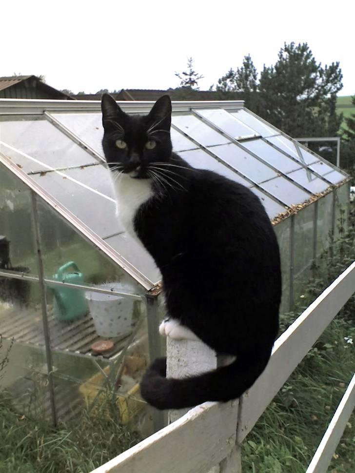 Huskat Spuddy billede 1