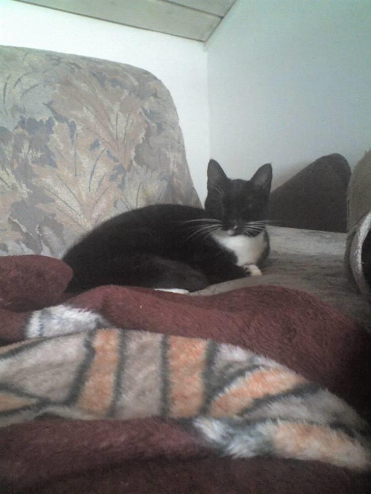 Huskat Spuddy billede 2