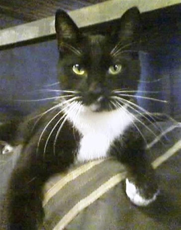 Huskat Spuddy billede 3