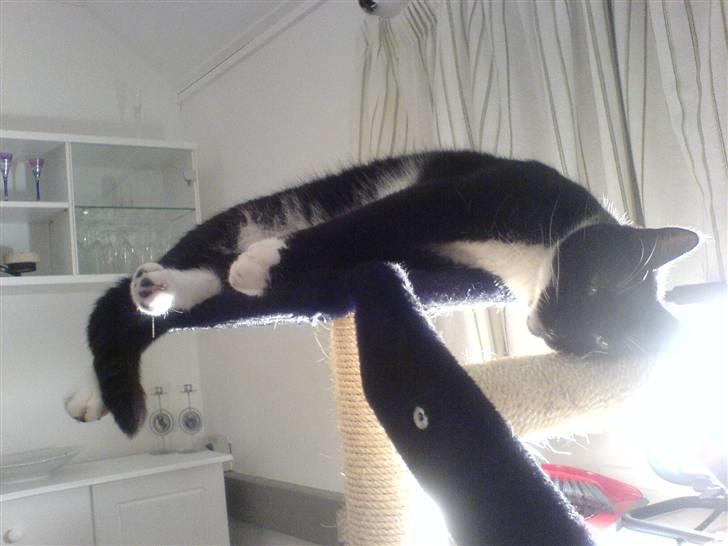 Huskat Spuddy billede 4