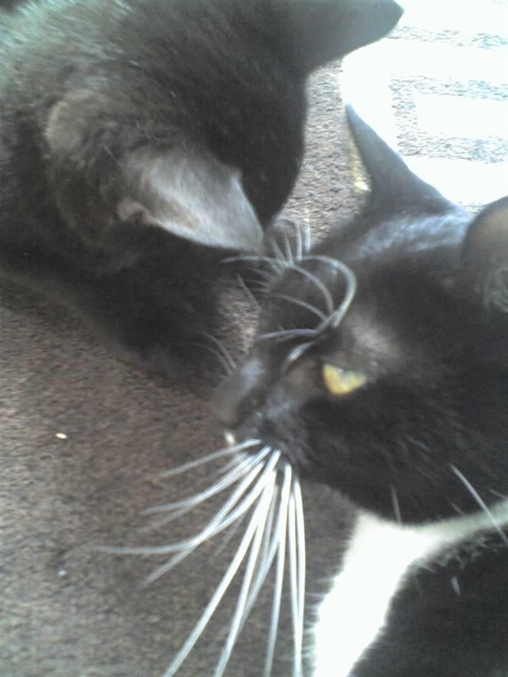 Huskat Spuddy billede 5