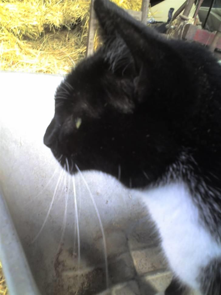 Huskat Spuddy billede 6