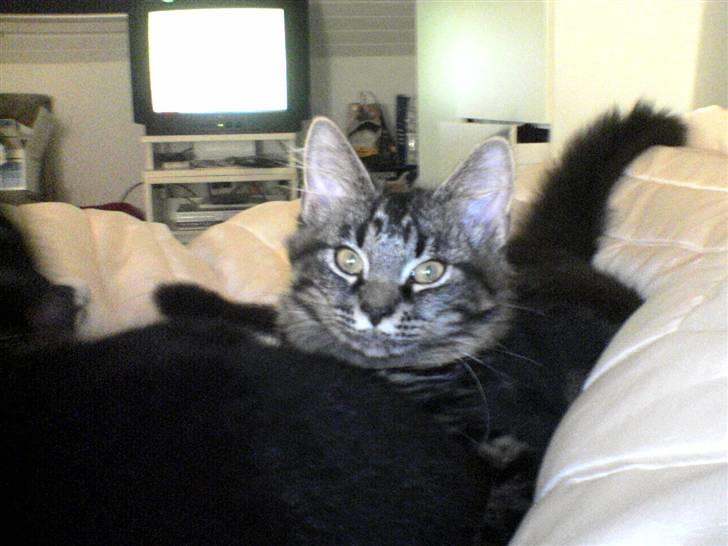 Huskat Sille billede 1