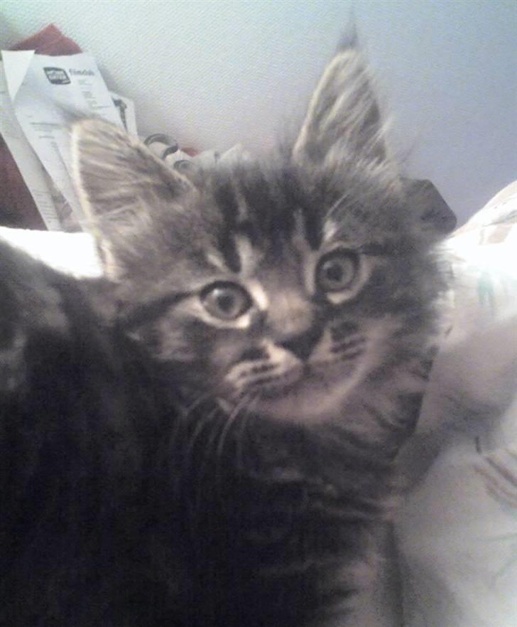 Huskat Sille billede 2