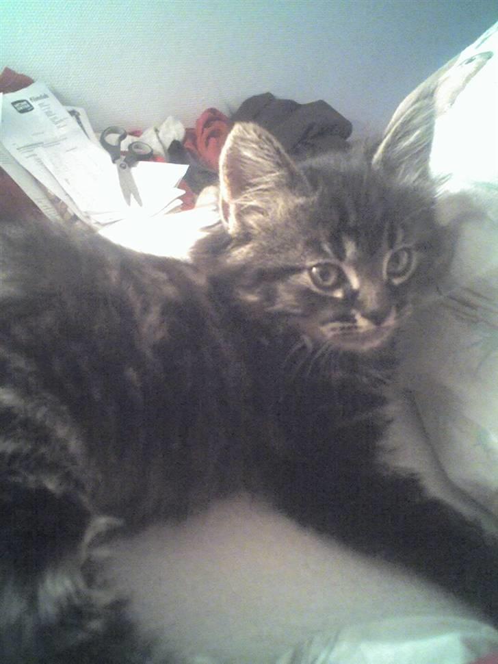 Huskat Sille billede 3