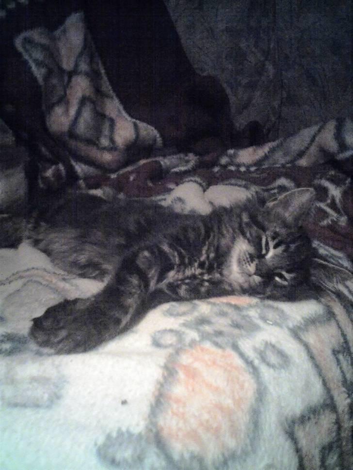 Huskat Sille billede 4