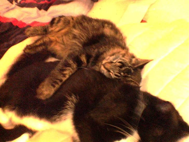 Huskat Sille billede 5