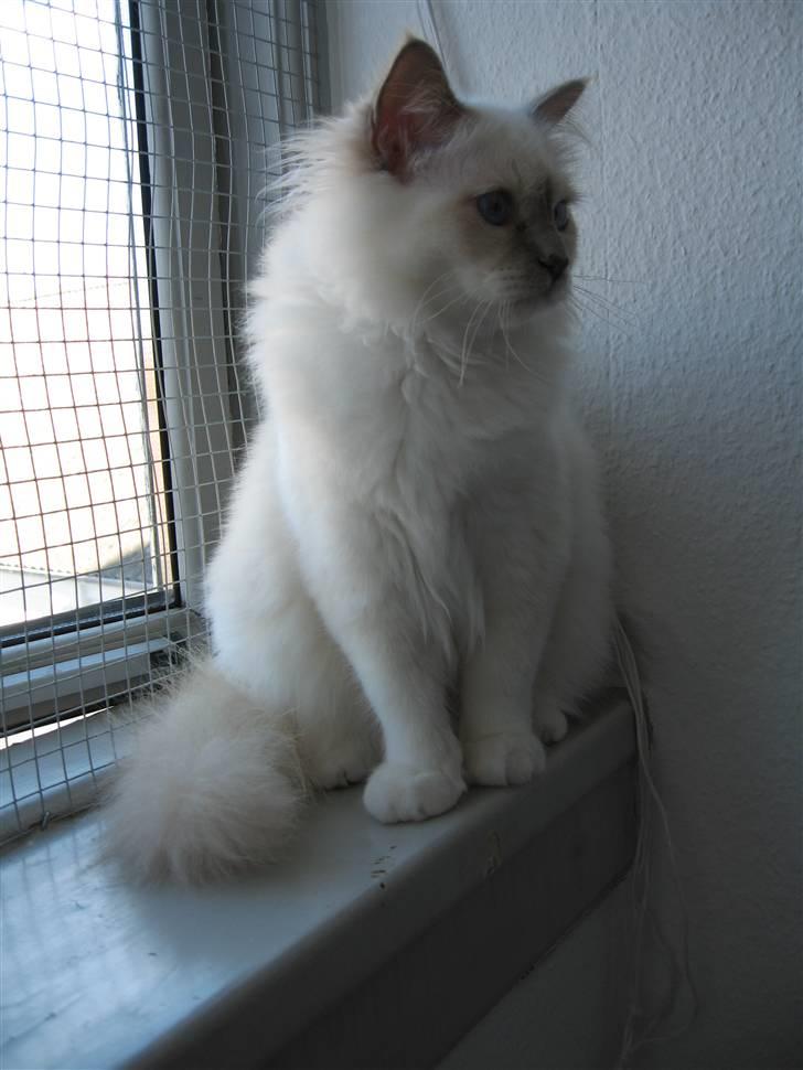 Hellig Birma Be My Prince Valentine billede 11