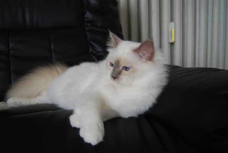 Hellig Birma Be My Prince Valentine - Mmm..... Man ligger dejligt ;) billede 13