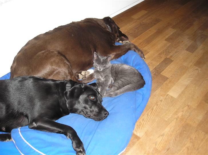 Huskat Lucky - Er syg, også er det godt med en hundseng og nogle til at passe på mig. billede 11