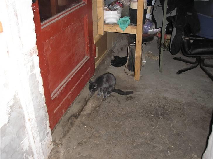 Huskat Lucky - Jeg vil altså gerne helt ud... TAK. billede 12