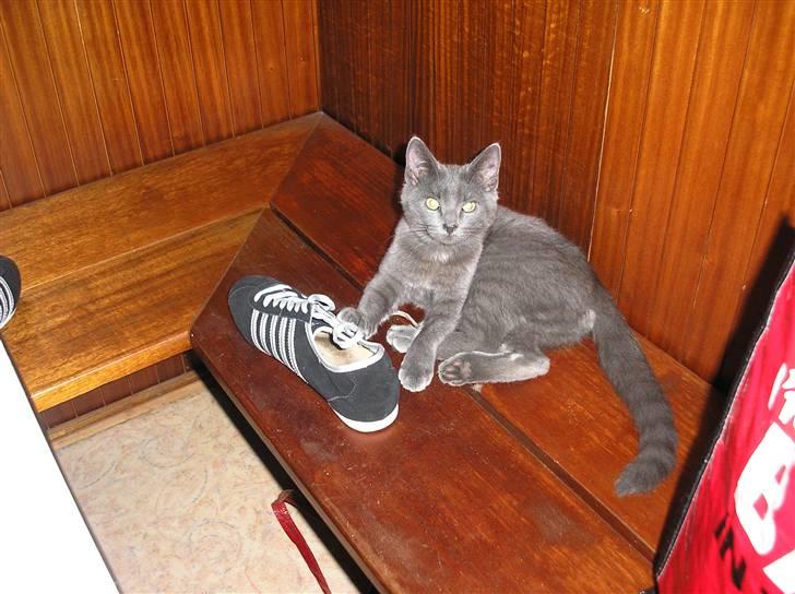 Huskat Lucky - SKO, ja tak. de er da bare for sjove billede 13