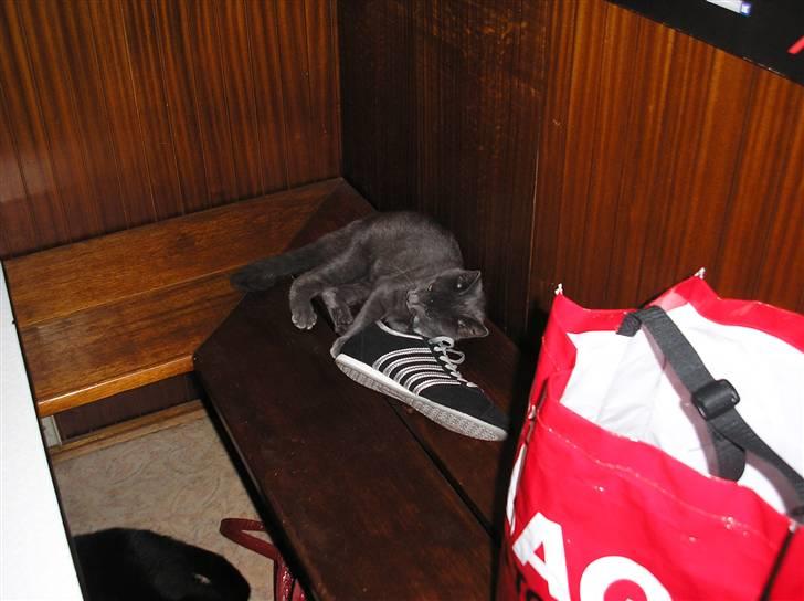 Huskat Lucky - Mmmm mere sko... billede 14