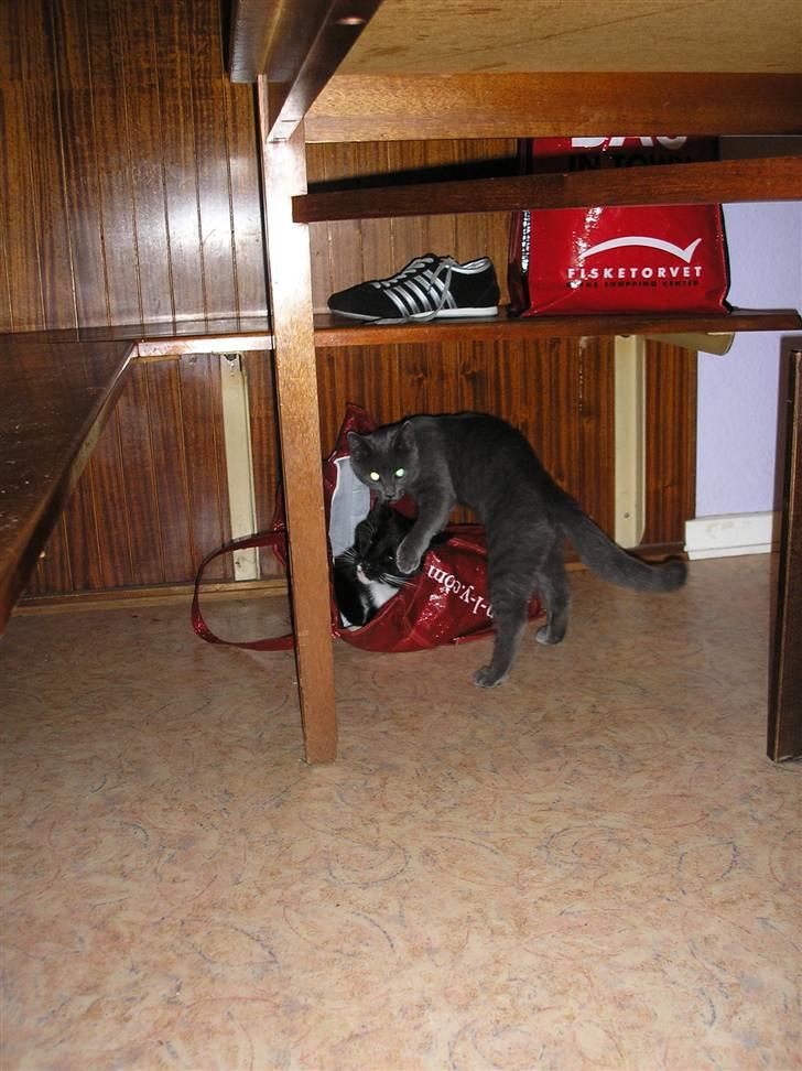 Huskat Lucky - Nu er jeg blevet så modig at jeg tør at tæske min storebror, Fister billede 15