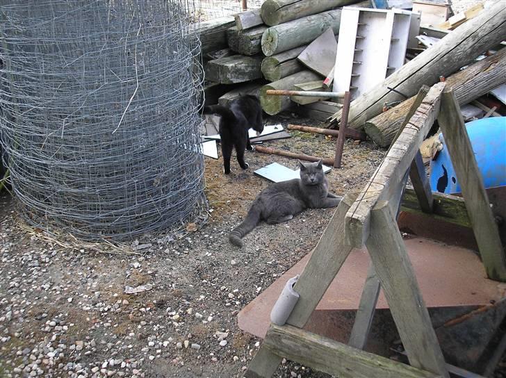 Huskat Lucky - Jeg er lige her....  billede 16