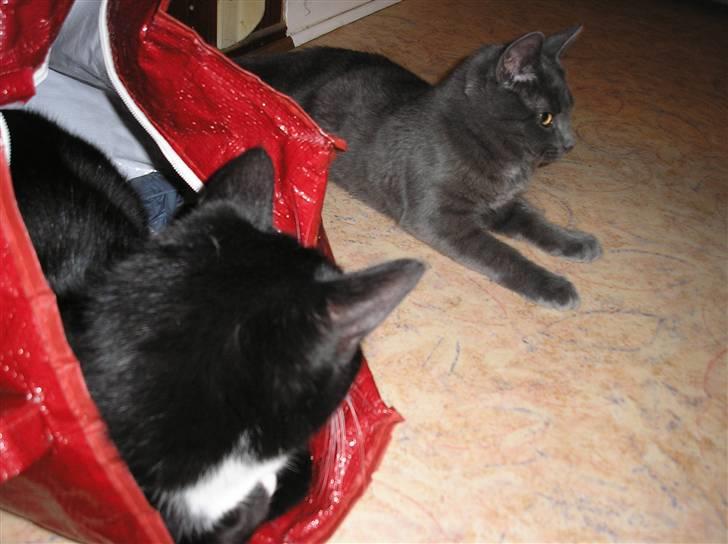 Huskat Lucky - Vi kan da også bare ligge og hygge lidt... :) billede 17