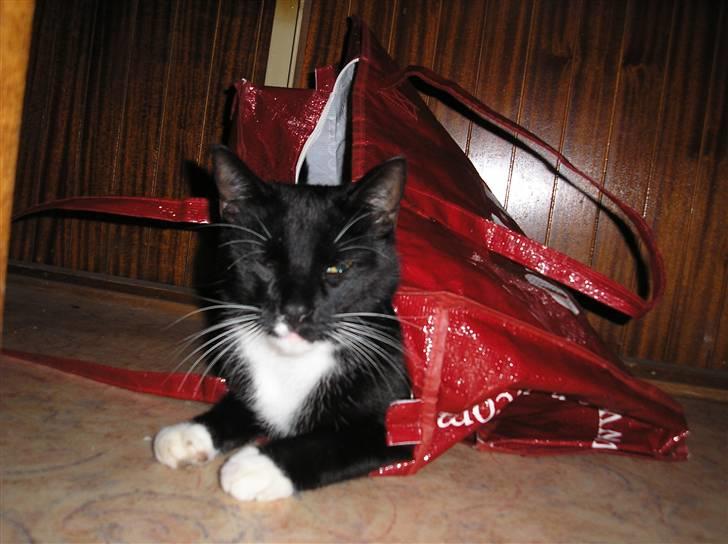 Blanding af racer Fister  - Endnu et gemmested.... :) billede 14