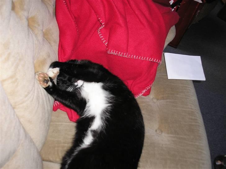 Blanding af racer Fister  - Jeg sover altså, gider ikke ha du tager billede... billede 15