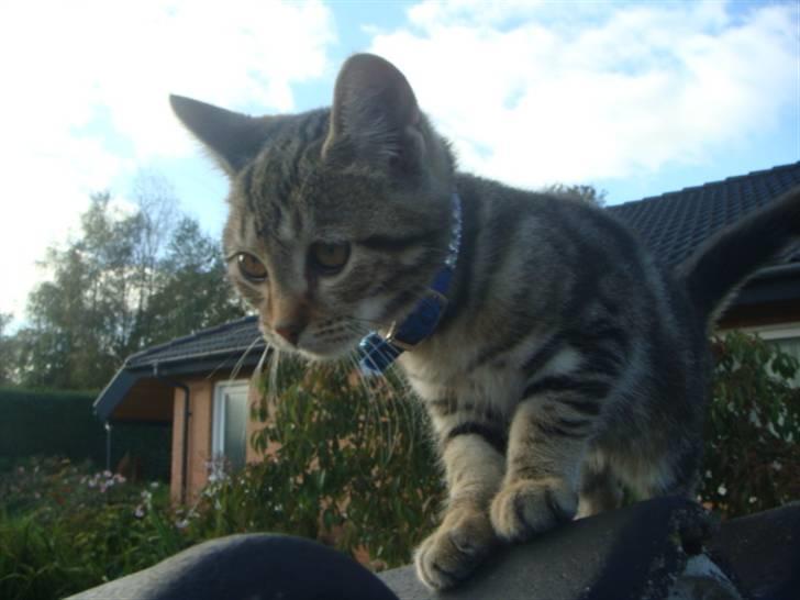 Blanding af racer Lion Bryen *Tias kat* - Velkommen til Lion Bryen s Profil. billede 1