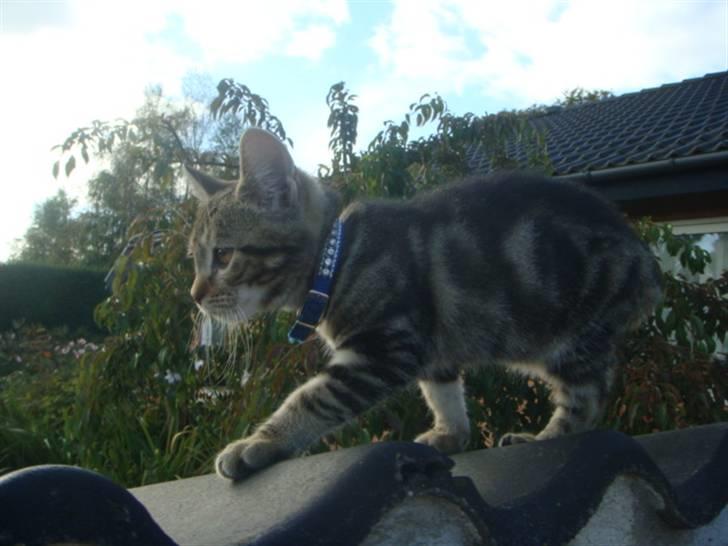 Blanding af racer Lion Bryen *Tias kat* - Lion på eventyr ;D billede 2