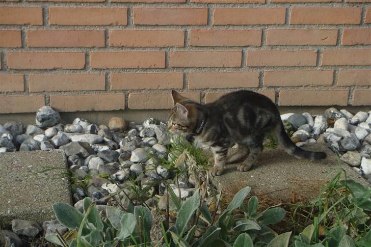 Blanding af racer Lion Bryen *Tias kat* - Lion på eventyr ude i haven igen :) billede 3