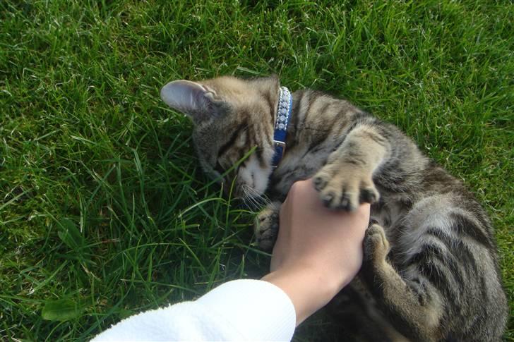 Blanding af racer Lion Bryen *Tias kat* - Lion som lege(går lidt amork) på min hånd xD billede 4