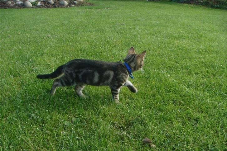 Blanding af racer Lion Bryen *Tias kat* - Lion ude i haven.. billede 5