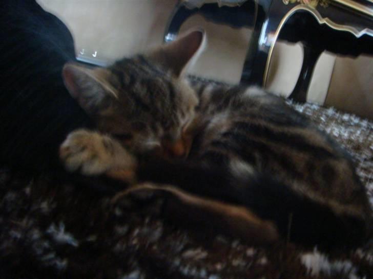 Blanding af racer Lion Bryen *Tias kat* - Lion som ligger og sover billede 6