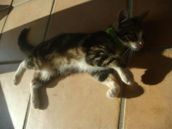 Blanding af racer Leo the Lion *Tias* - Leo som ligger og ruller sig <3   VELKOMMEN TIL LEO S PROFIL.. billede 1