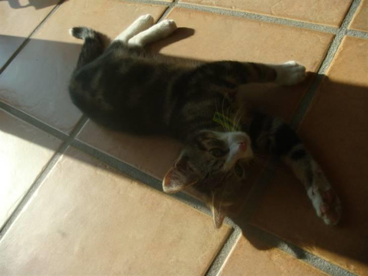 Blanding af racer Leo the Lion *Tias* - Det er degligt at ligge ned :) billede 2