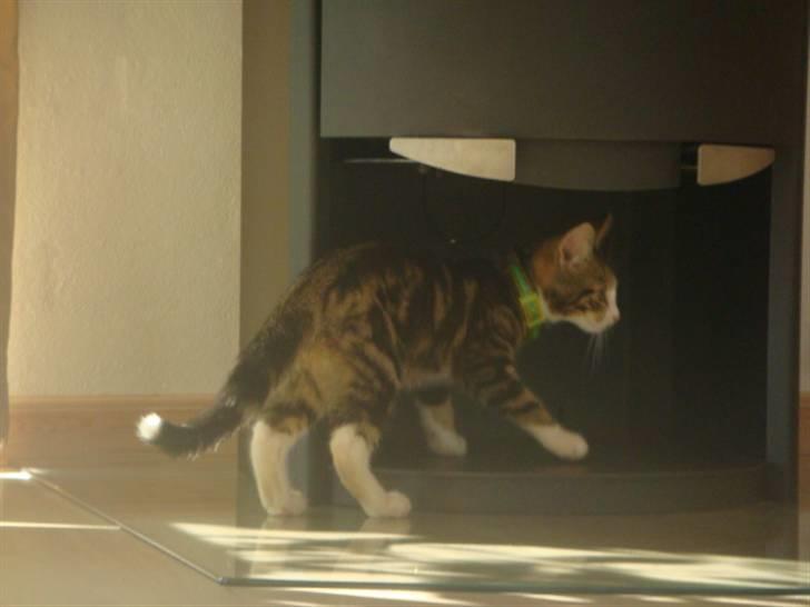 Blanding af racer Leo the Lion *Tias* billede 3