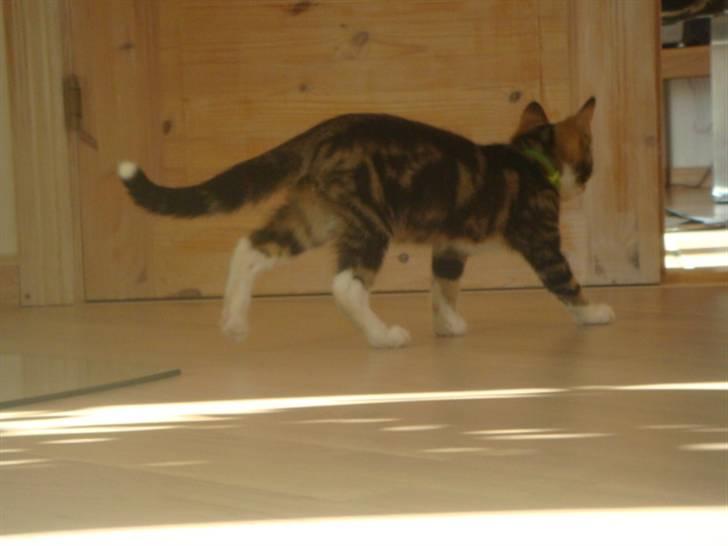 Blanding af racer Leo the Lion *Tias* - en meget nysgei mis.. billede 4