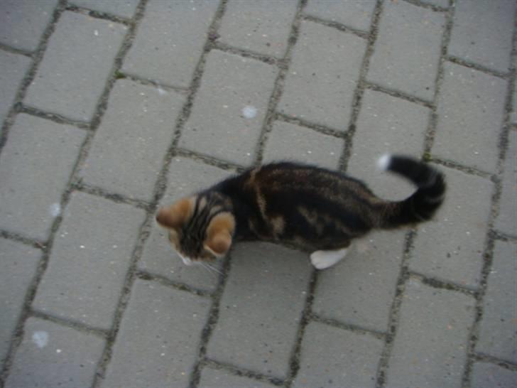 Blanding af racer Leo the Lion *Tias* - Og her ser vi så Leo the lion op ffra billede 5