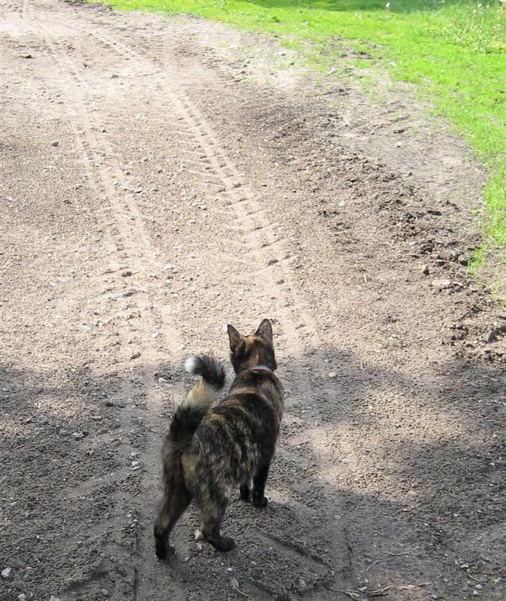 Huskat Misti - Mor, er du sikker på det er den her vej? billede 9