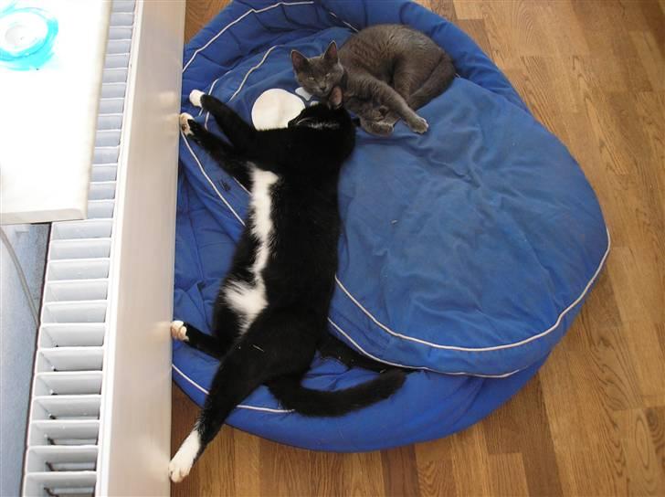 Blanding af racer Fister  - Sove sove sove... søster er nu sød. billede 16