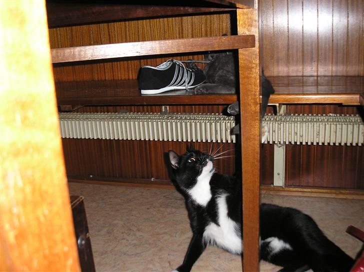 Blanding af racer Fister  - Ahh skal jeg fange hende??? billede 18