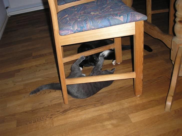 Blanding af racer Fister  - Så fik jeg hende.... :) billede 19