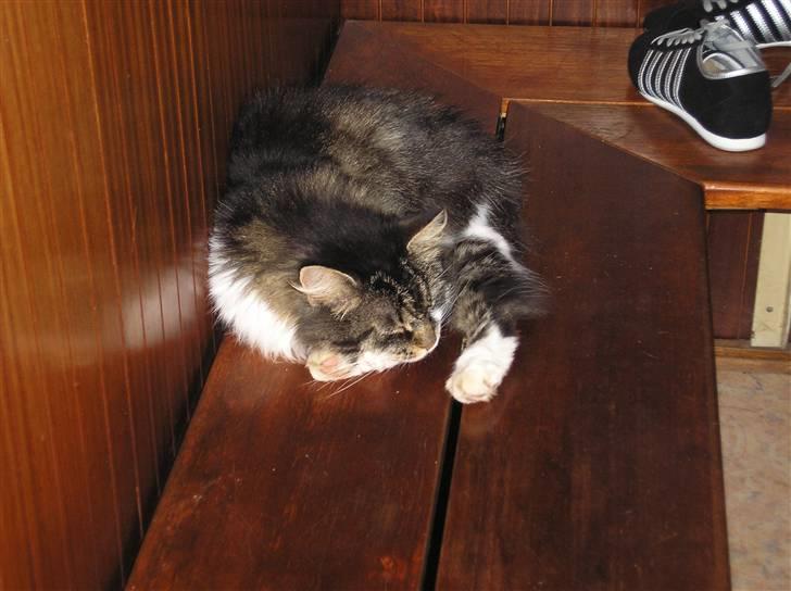 Huskat Mulle - død - Så kom der varme i bænken, super sted at sove... billede 9